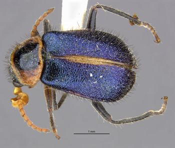 Media type: image;   Entomology 24220 Aspect: habitus dorsal view